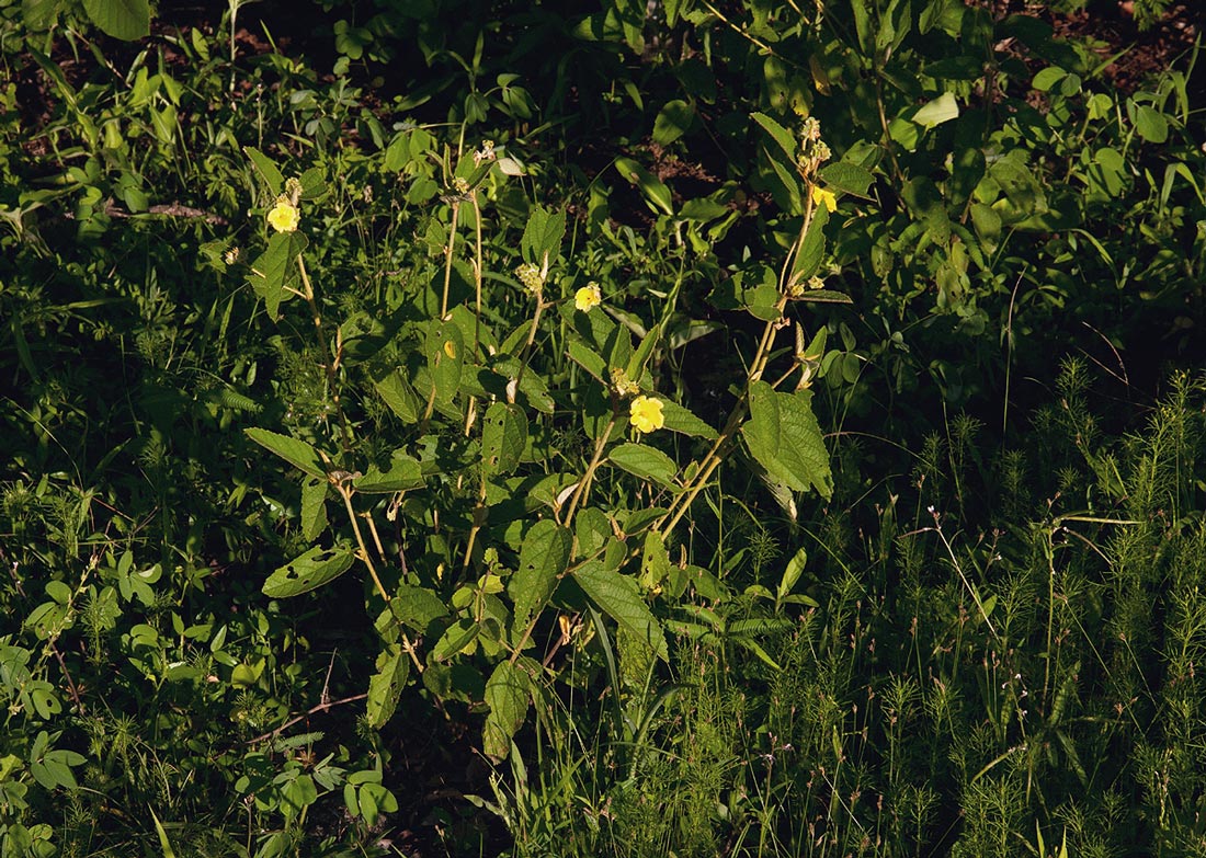 Melhania forbesii Melhania forbesii