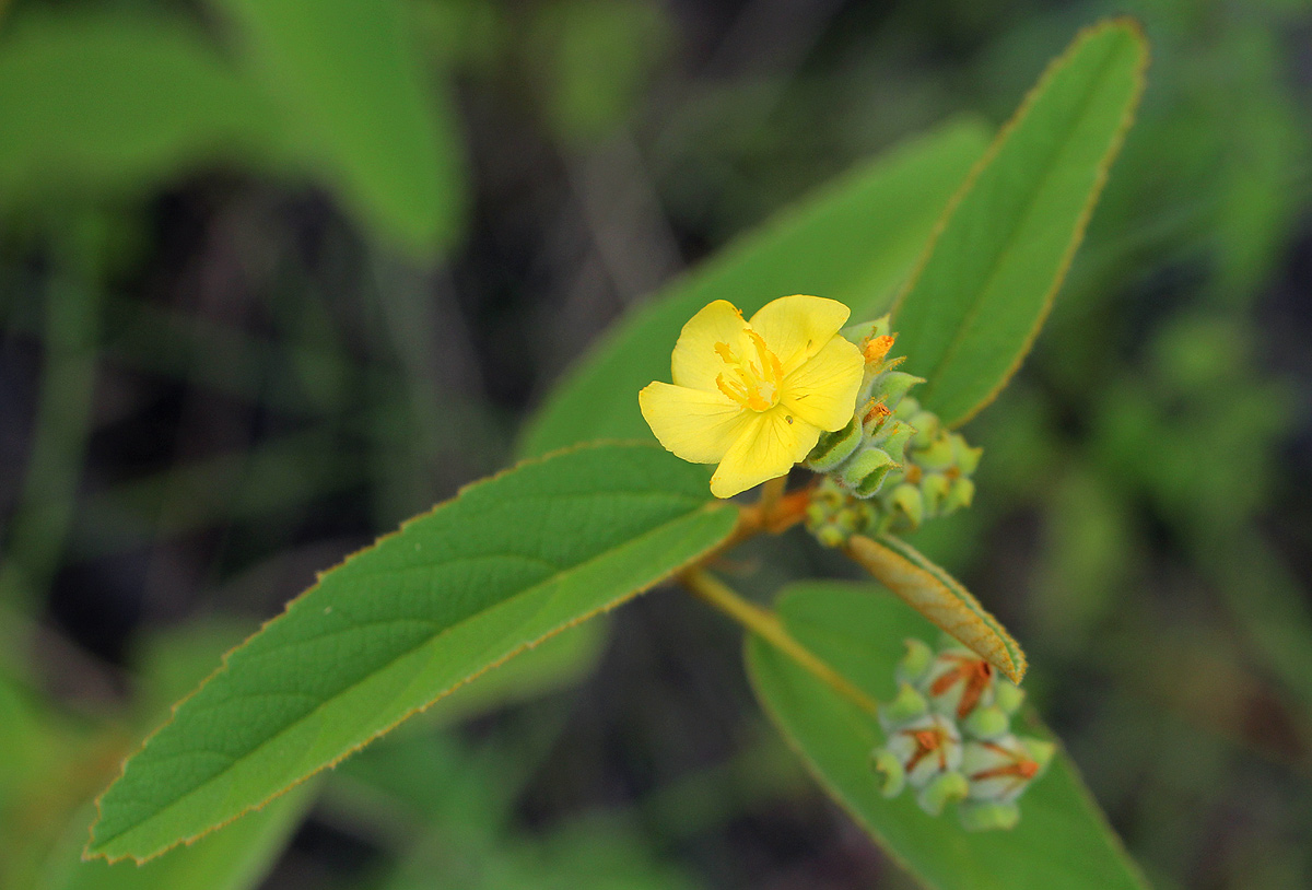 Melhania forbesii Melhania forbesii