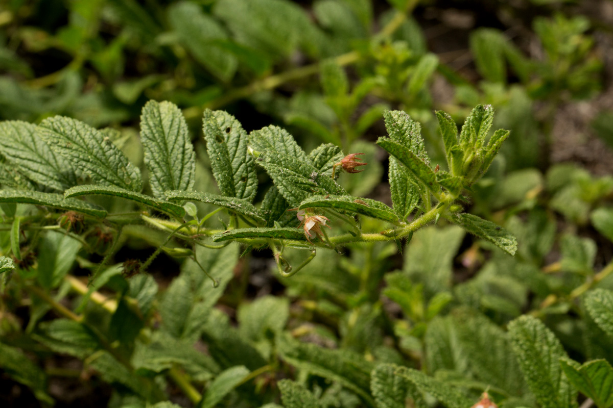Hermannia eenii Hermannia eenii