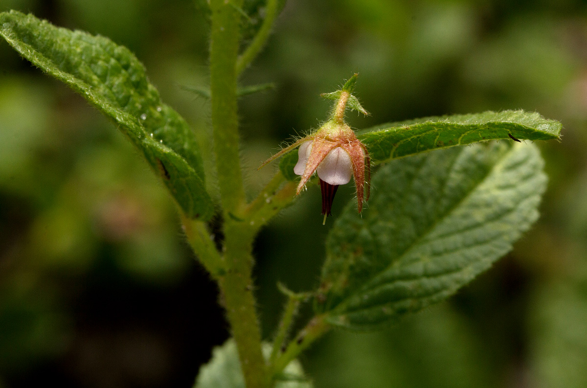 Hermannia eenii Hermannia eenii
