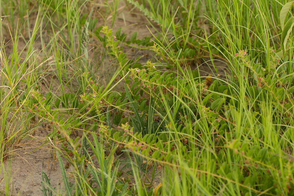 Hermannia eenii Hermannia eenii