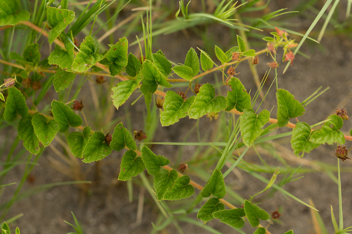 Hermannia eenii Hermannia eenii
