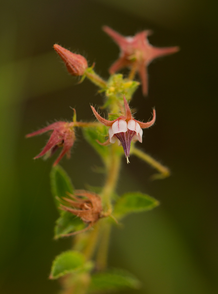 Hermannia eenii Hermannia eenii