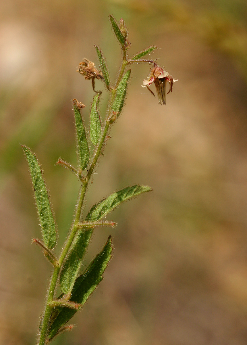 Hermannia glanduligera Hermannia glanduligera