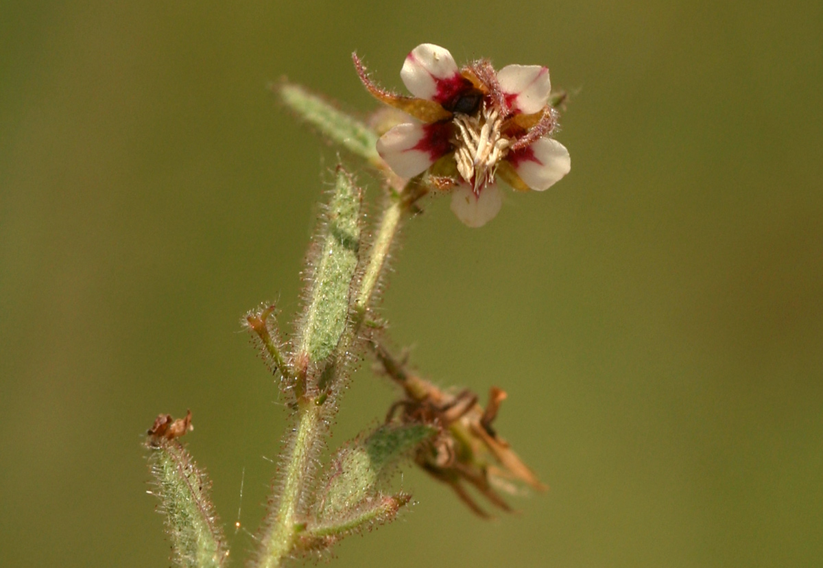 Hermannia glanduligera Hermannia glanduligera