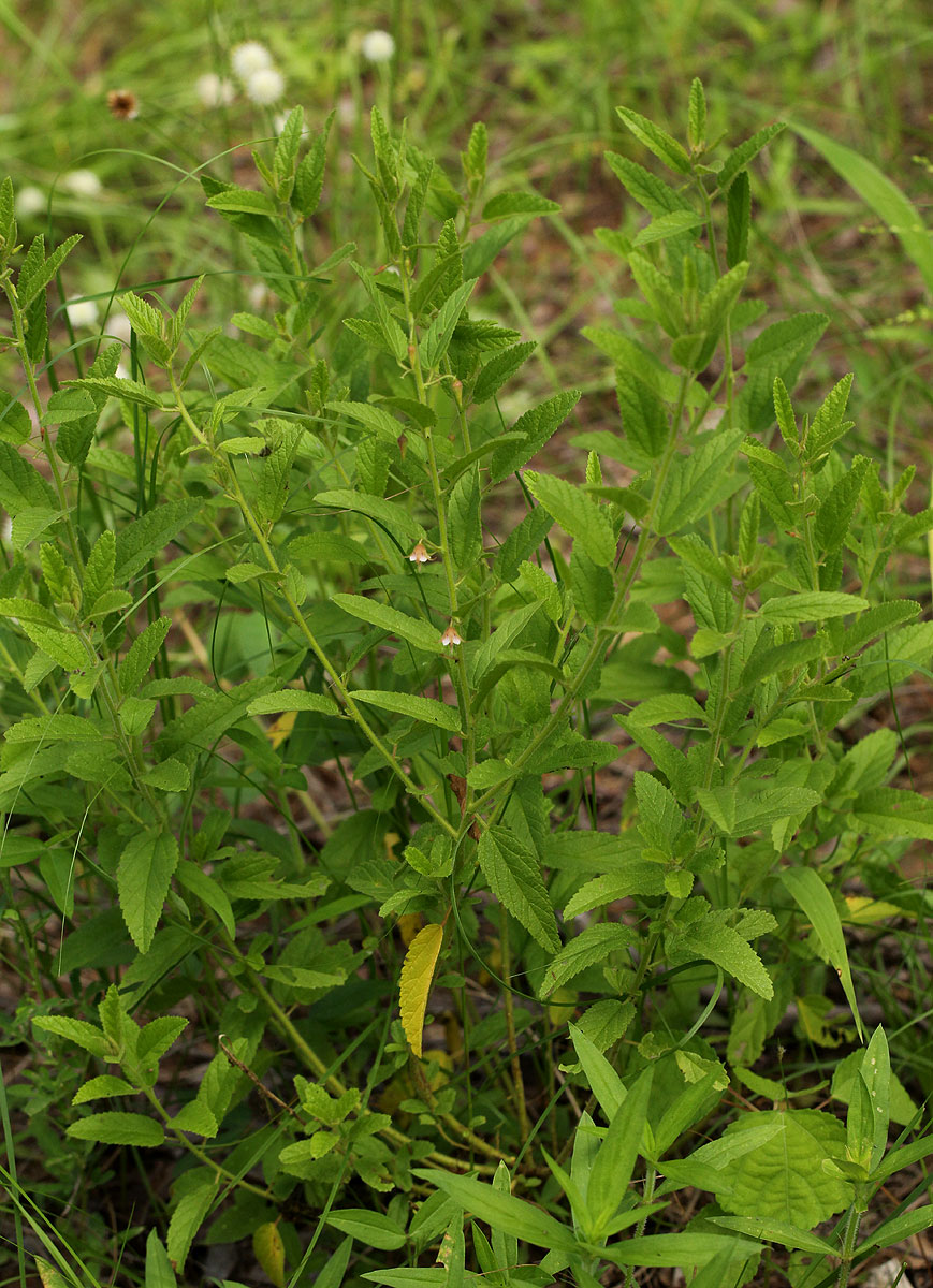 Hermannia glanduligera Hermannia glanduligera
