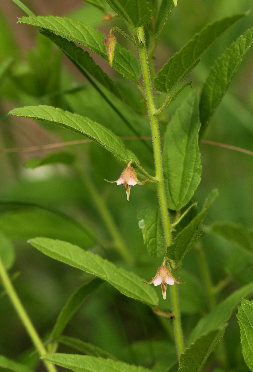 Hermannia glanduligera Hermannia glanduligera