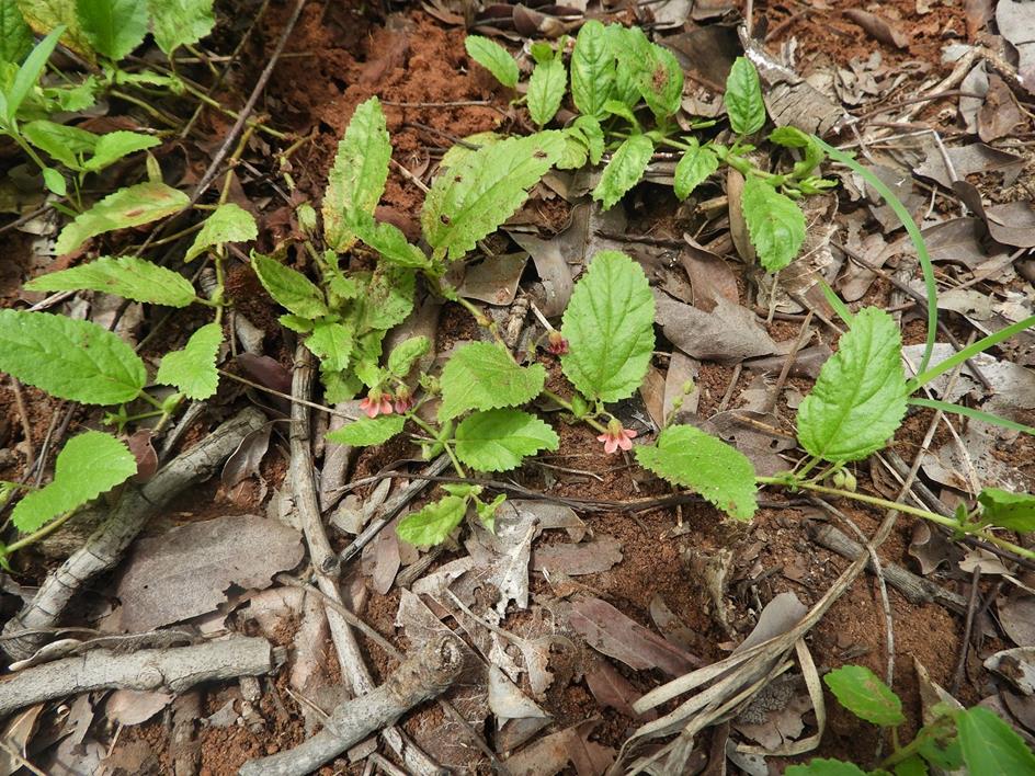 Hermannia quartiniana