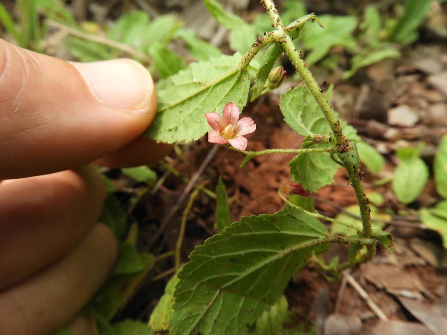 Hermannia quartiniana