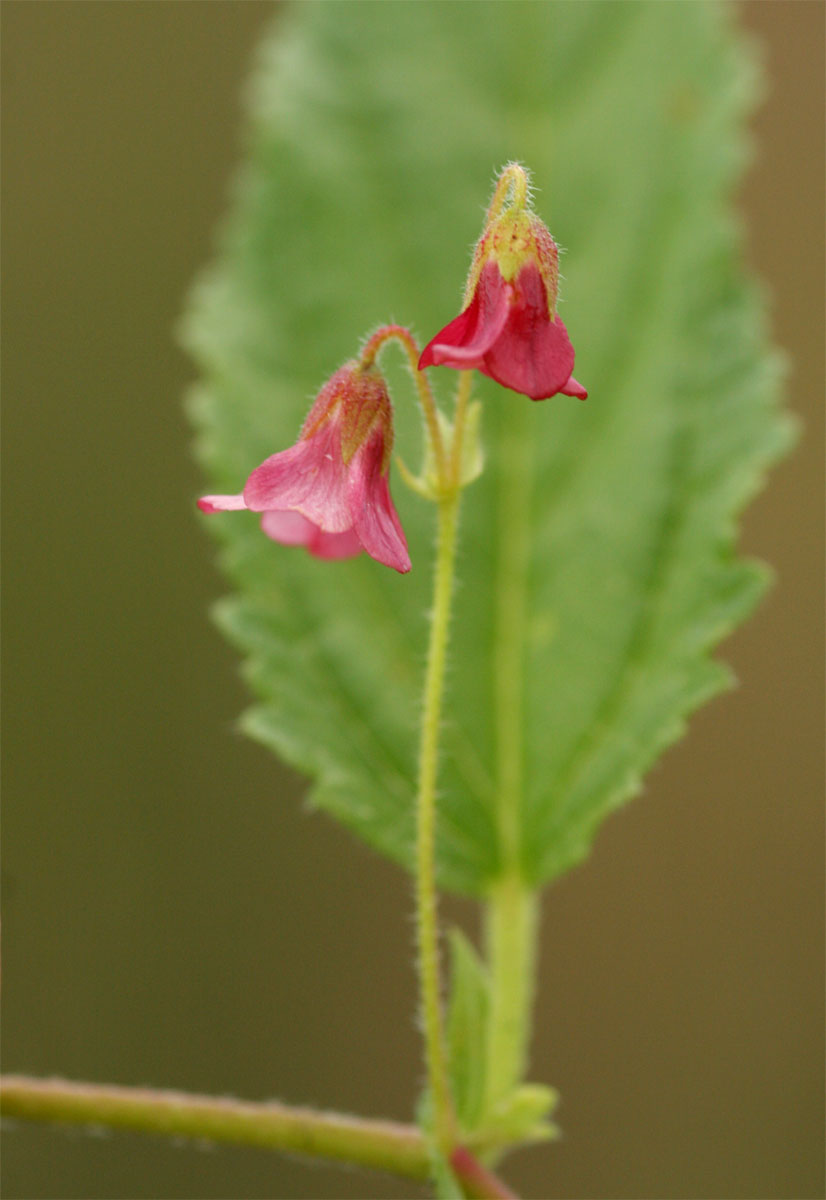 Hermannia quartiniana Hermannia quartiniana