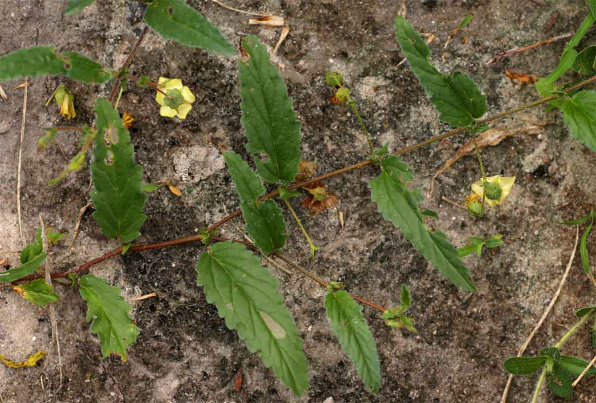 Hermannia quartiniana Hermannia quartiniana
