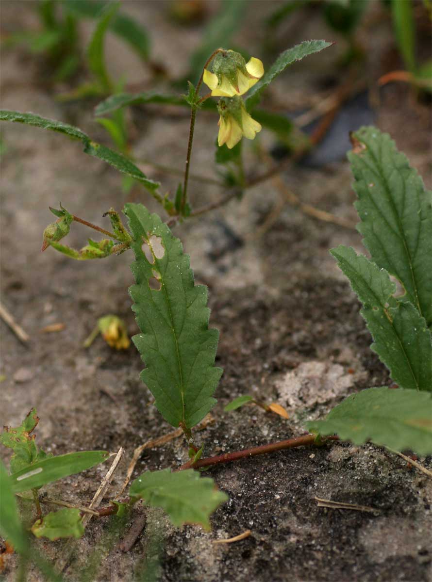 Hermannia quartiniana