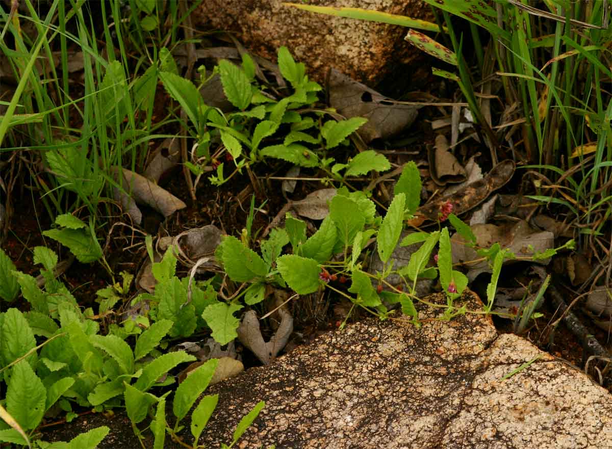 Hermannia quartiniana Hermannia quartiniana