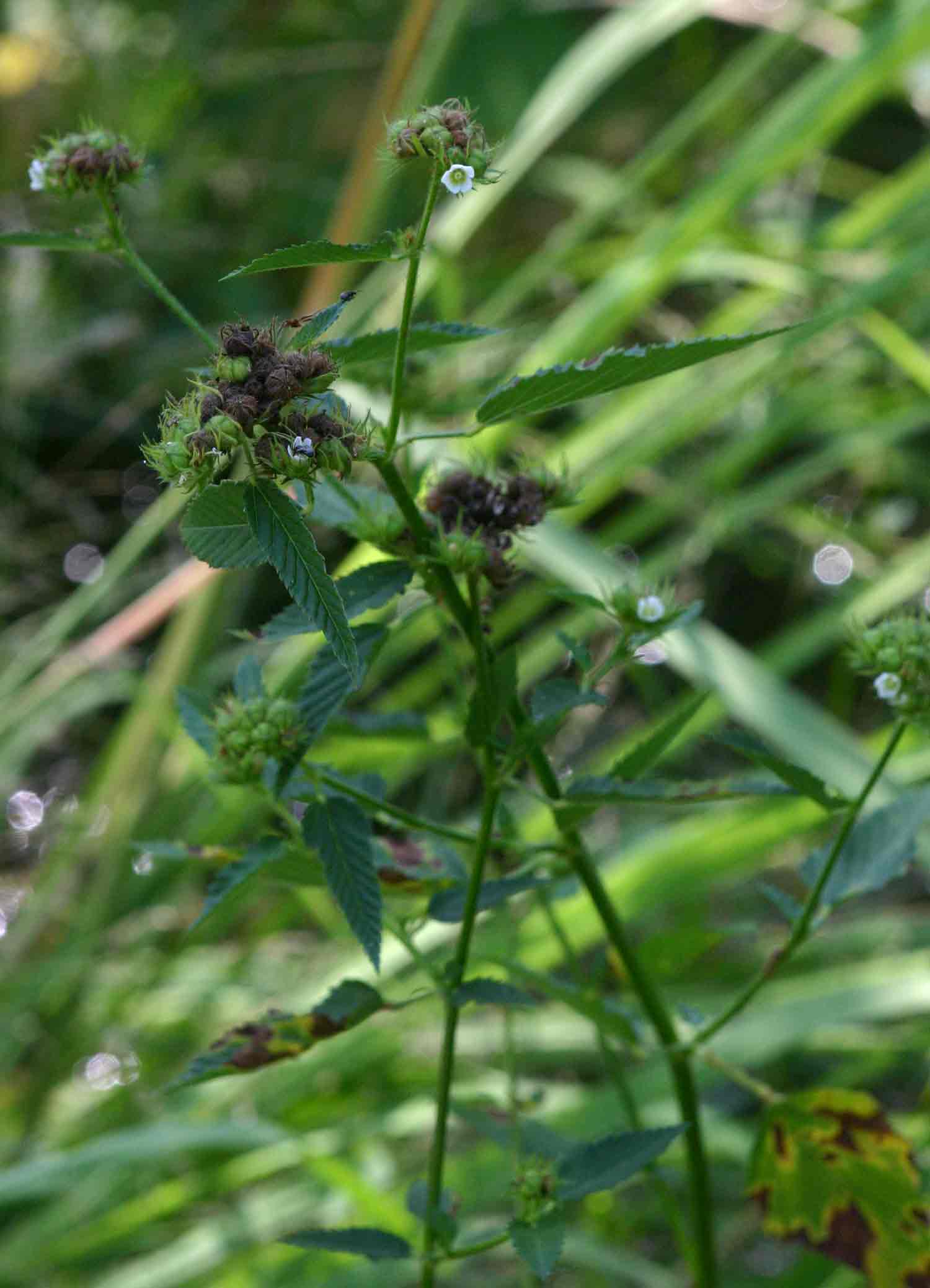 Melochia corchorifolia