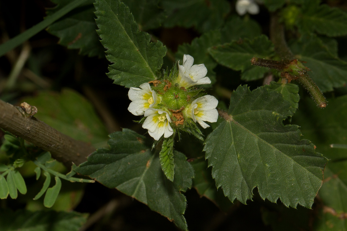 Melochia corchorifolia Melochia corchorifolia