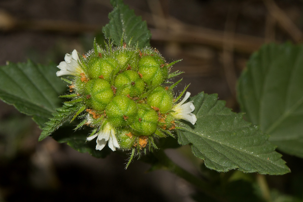 Melochia corchorifolia Melochia corchorifolia