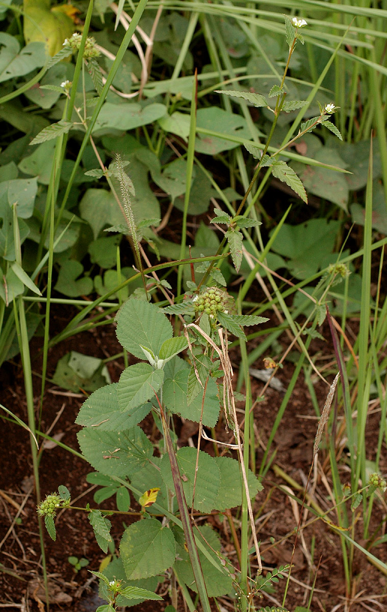 Melochia corchorifolia