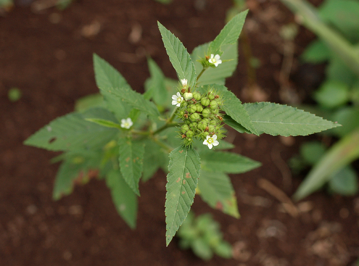 Melochia corchorifolia Melochia corchorifolia