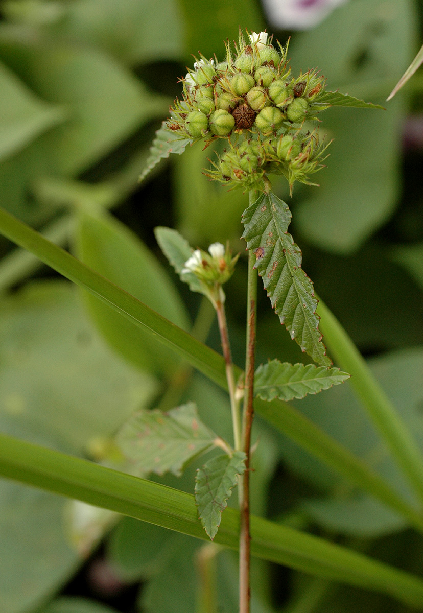 Melochia corchorifolia Melochia corchorifolia