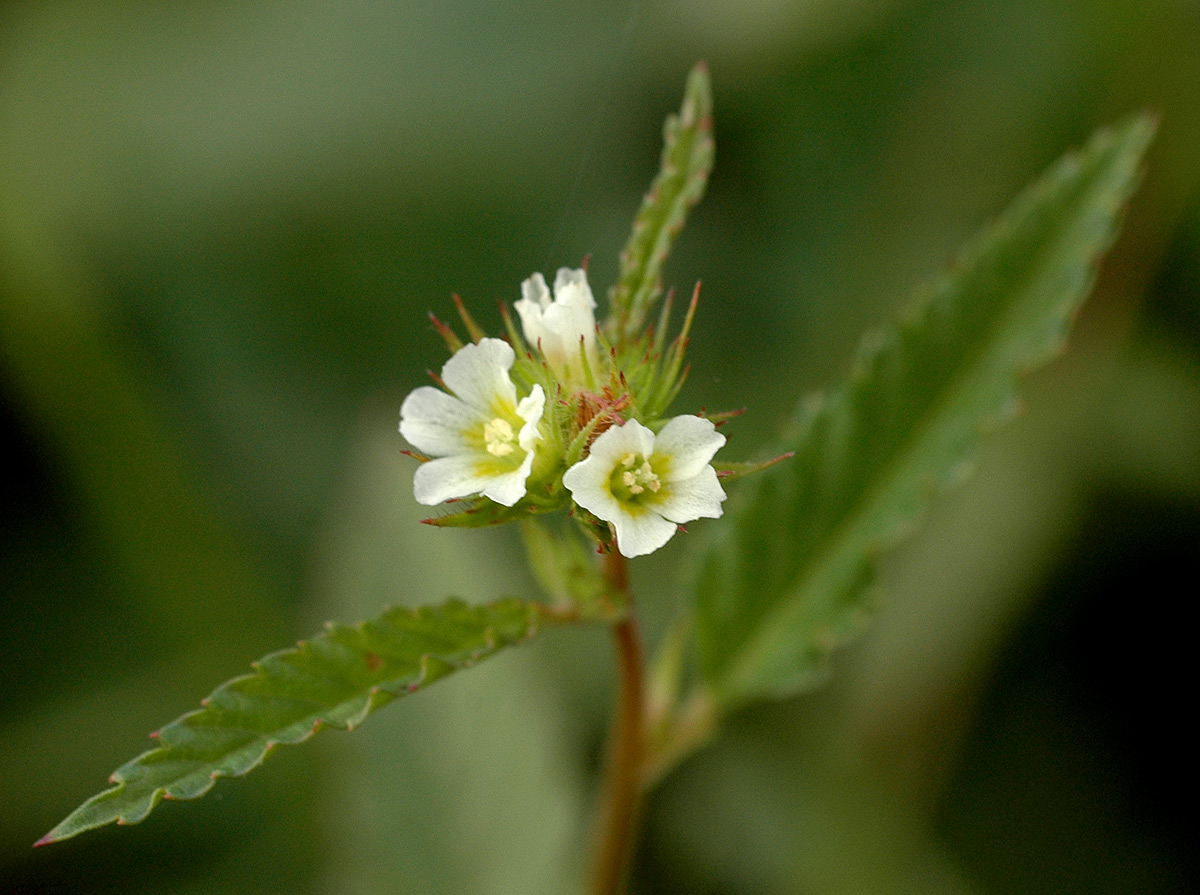 Melochia corchorifolia