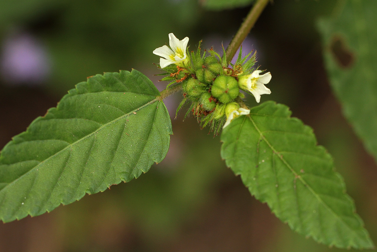 Melochia corchorifolia Melochia corchorifolia