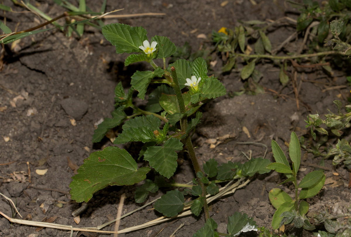 Melochia corchorifolia Melochia corchorifolia