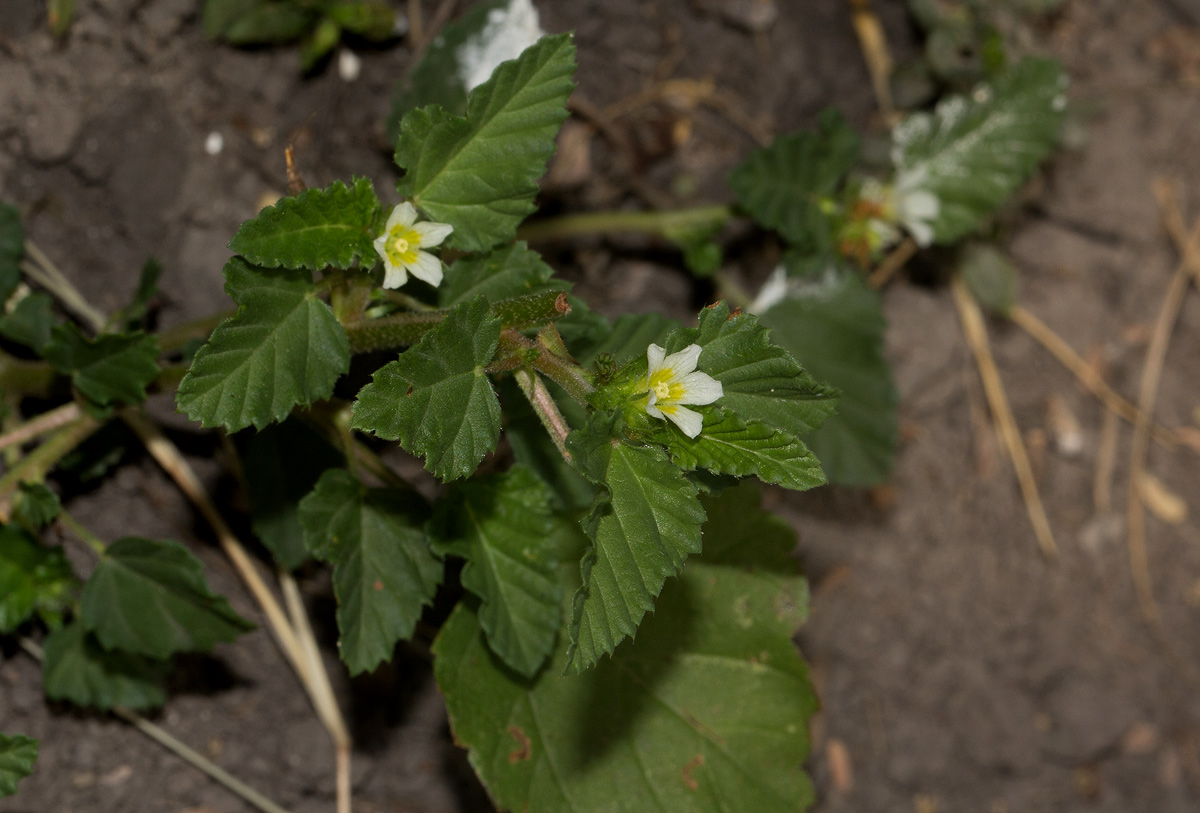 Melochia corchorifolia Melochia corchorifolia