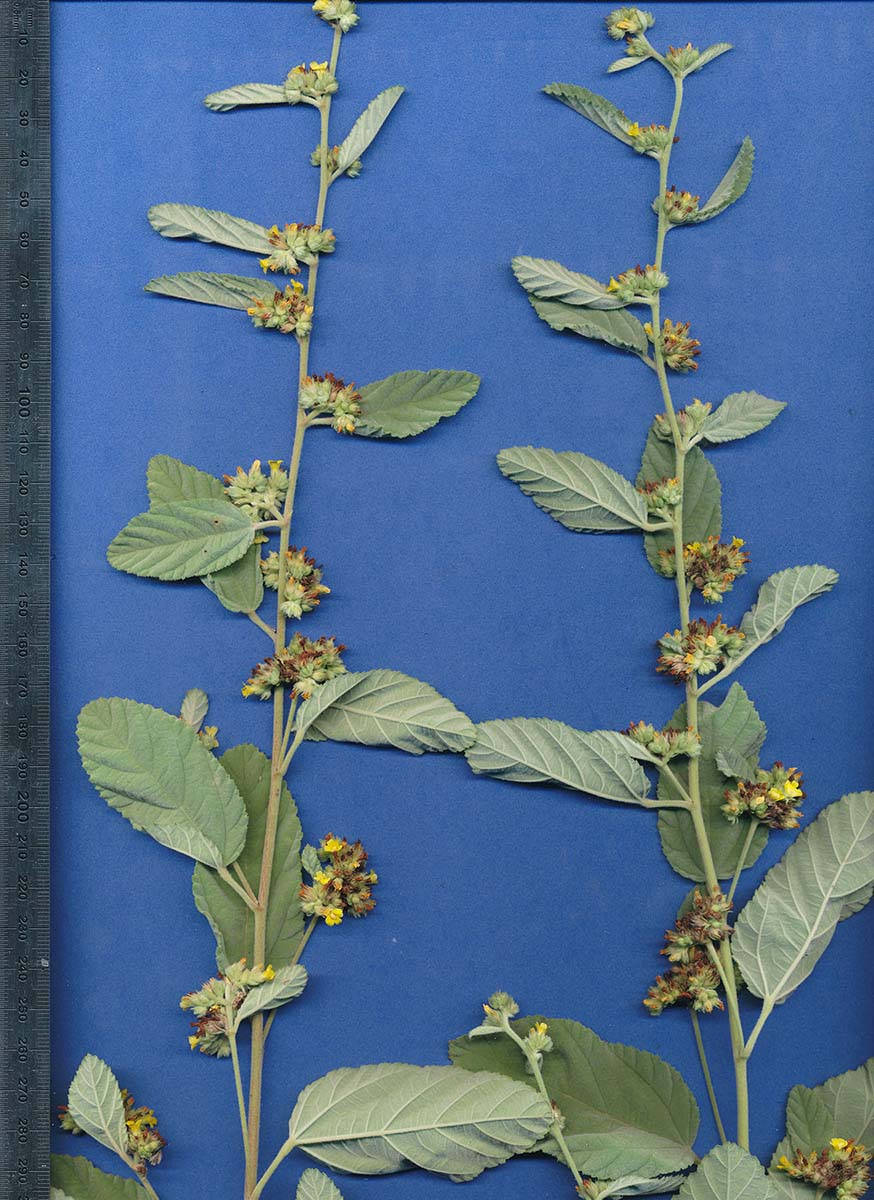 Waltheria indica Waltheria indica