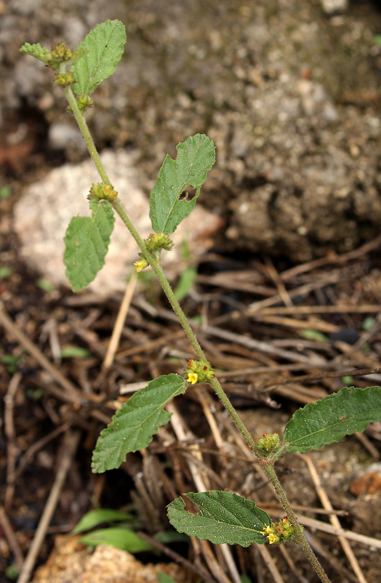Waltheria indica Waltheria indica