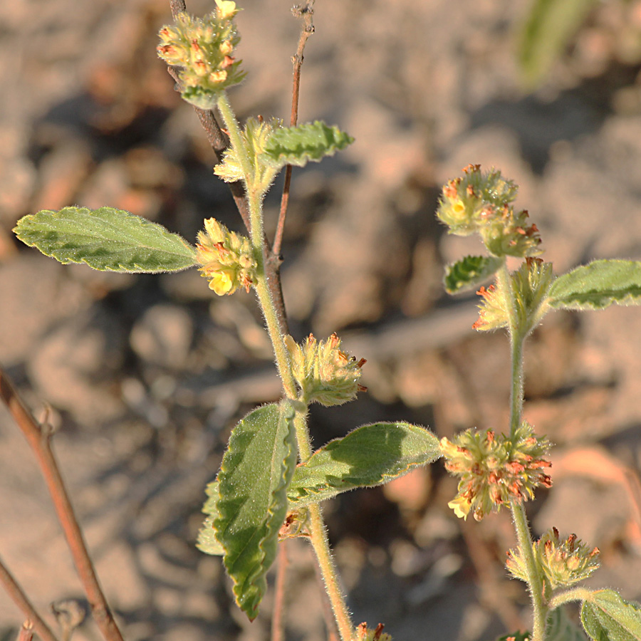 Waltheria indica Waltheria indica