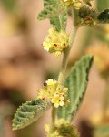 Waltheria indica