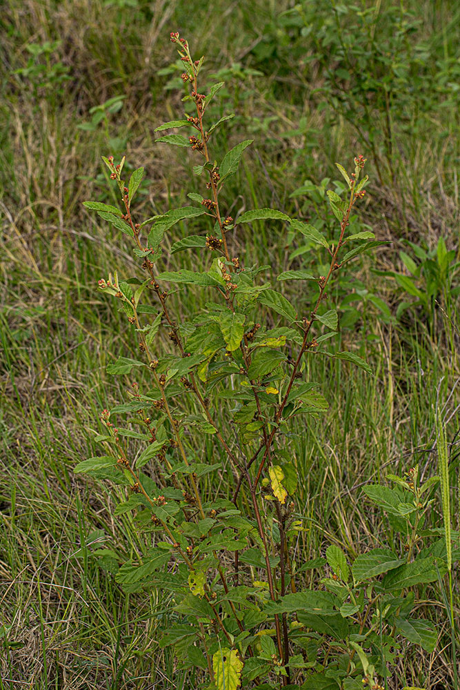 Waltheria indica Waltheria indica