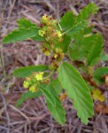 Waltheria indica