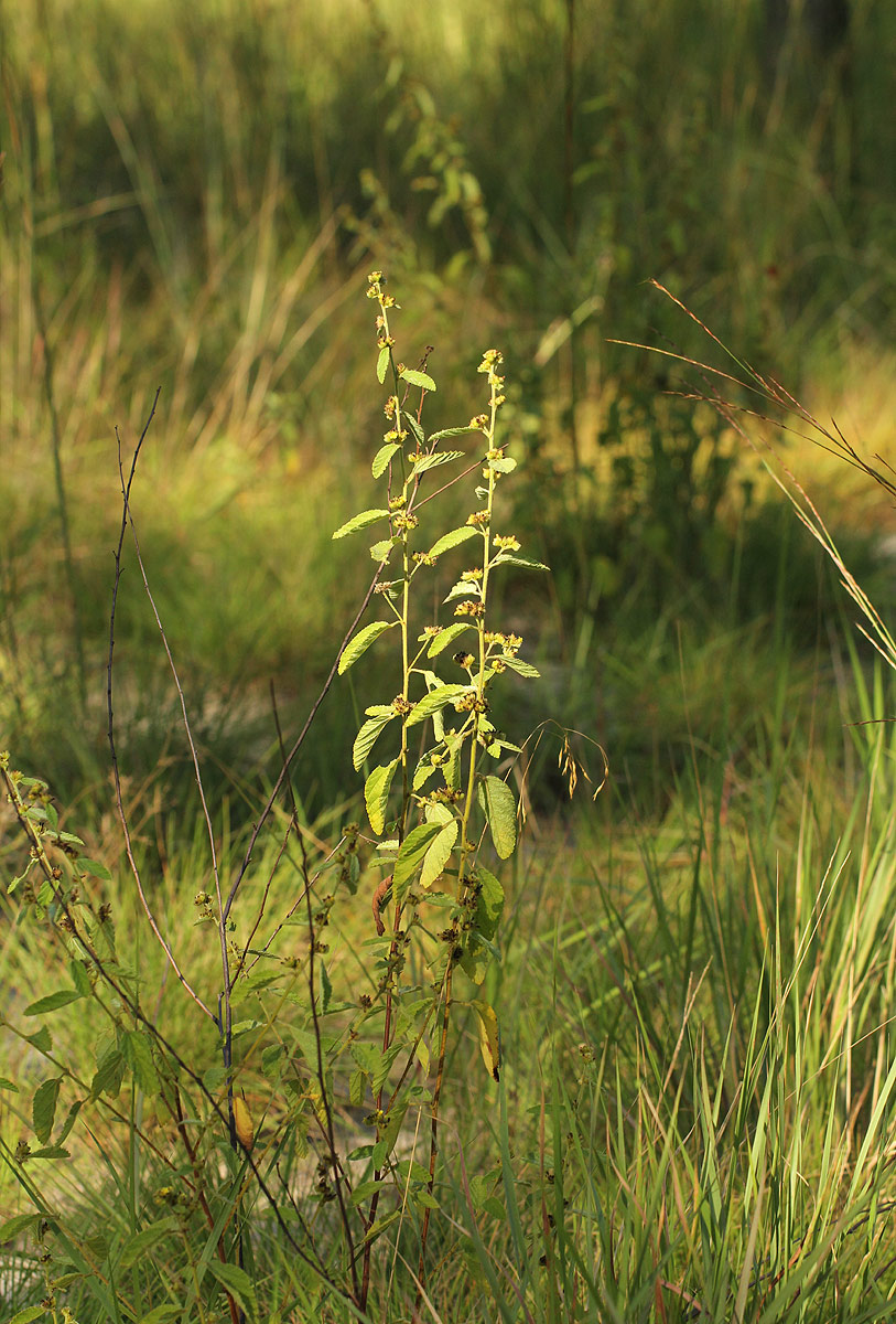 Waltheria indica Waltheria indica