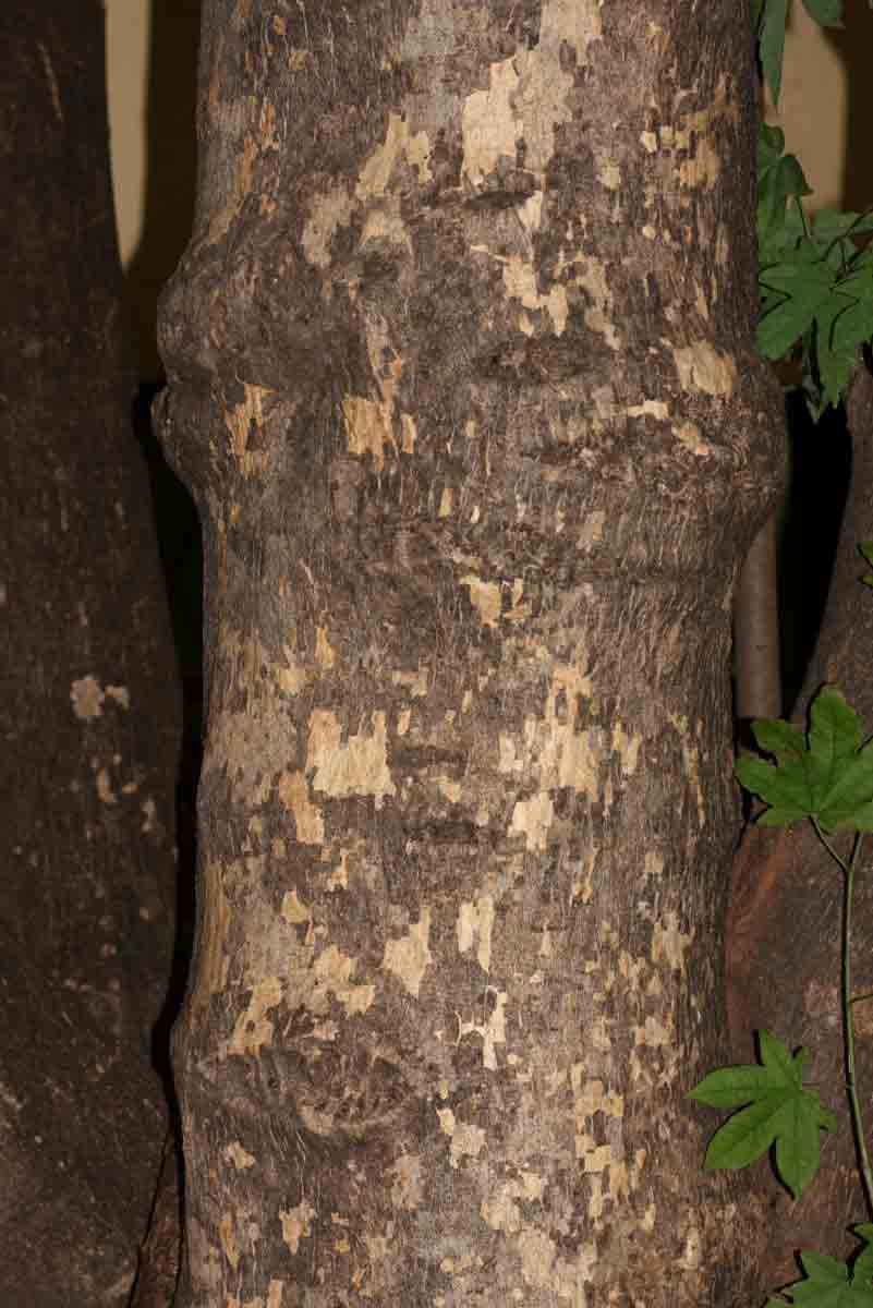 Triplochiton zambesiacus Triplochiton zambesiacus