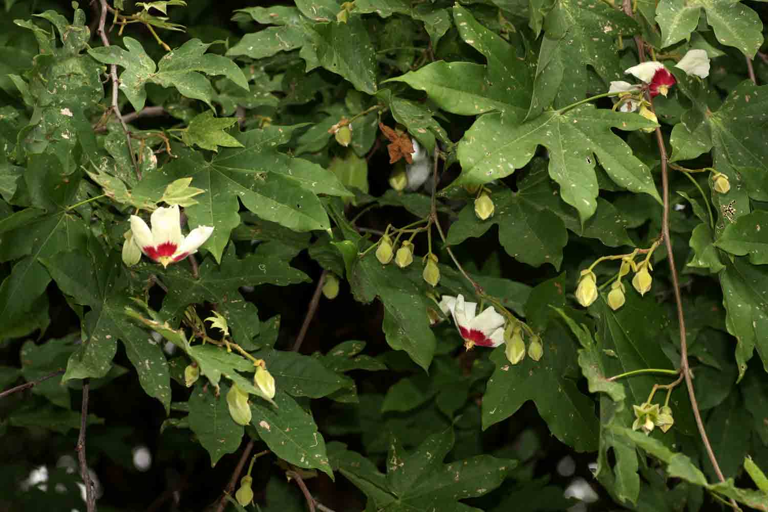 Triplochiton zambesiacus