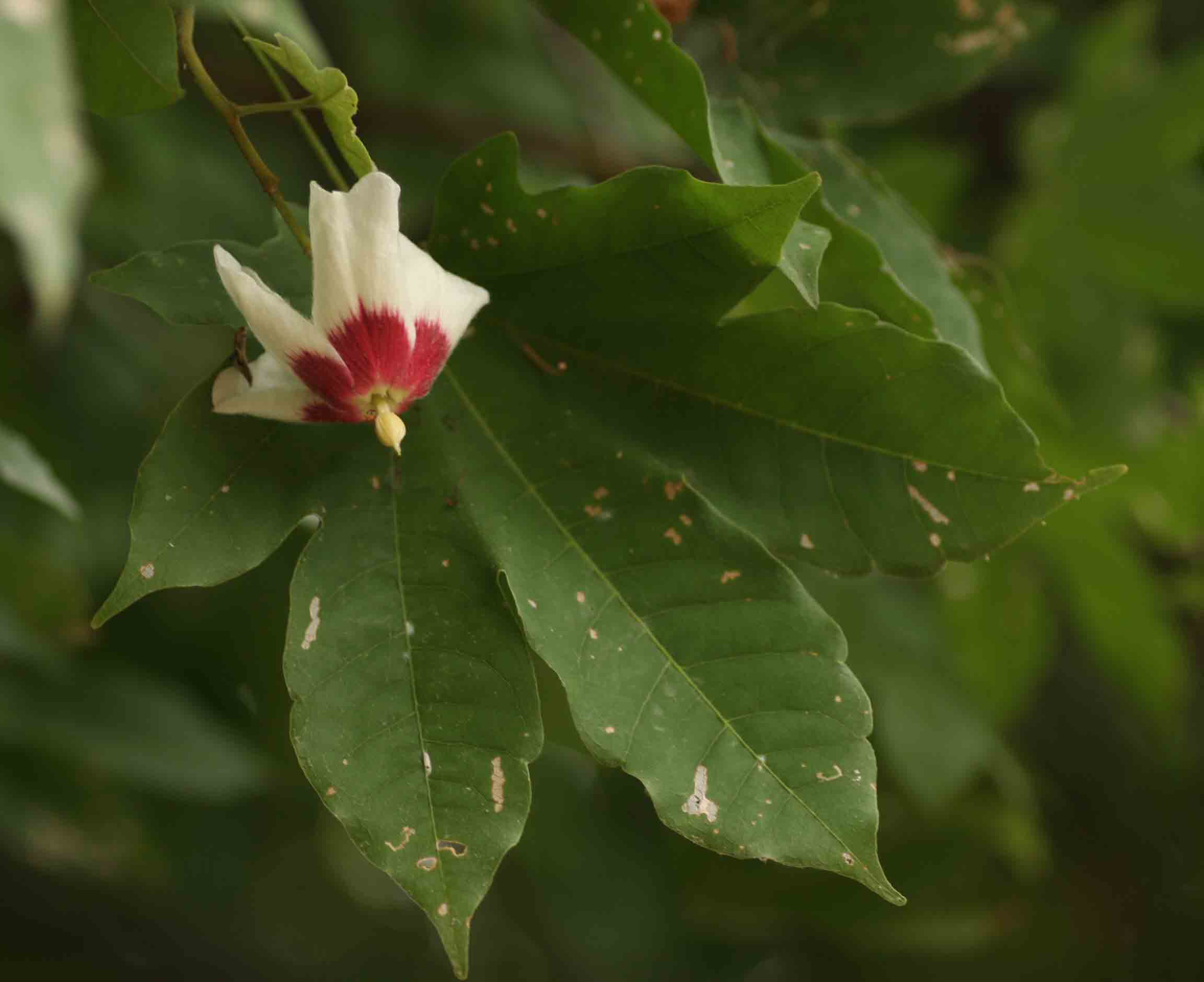 Triplochiton zambesiacus