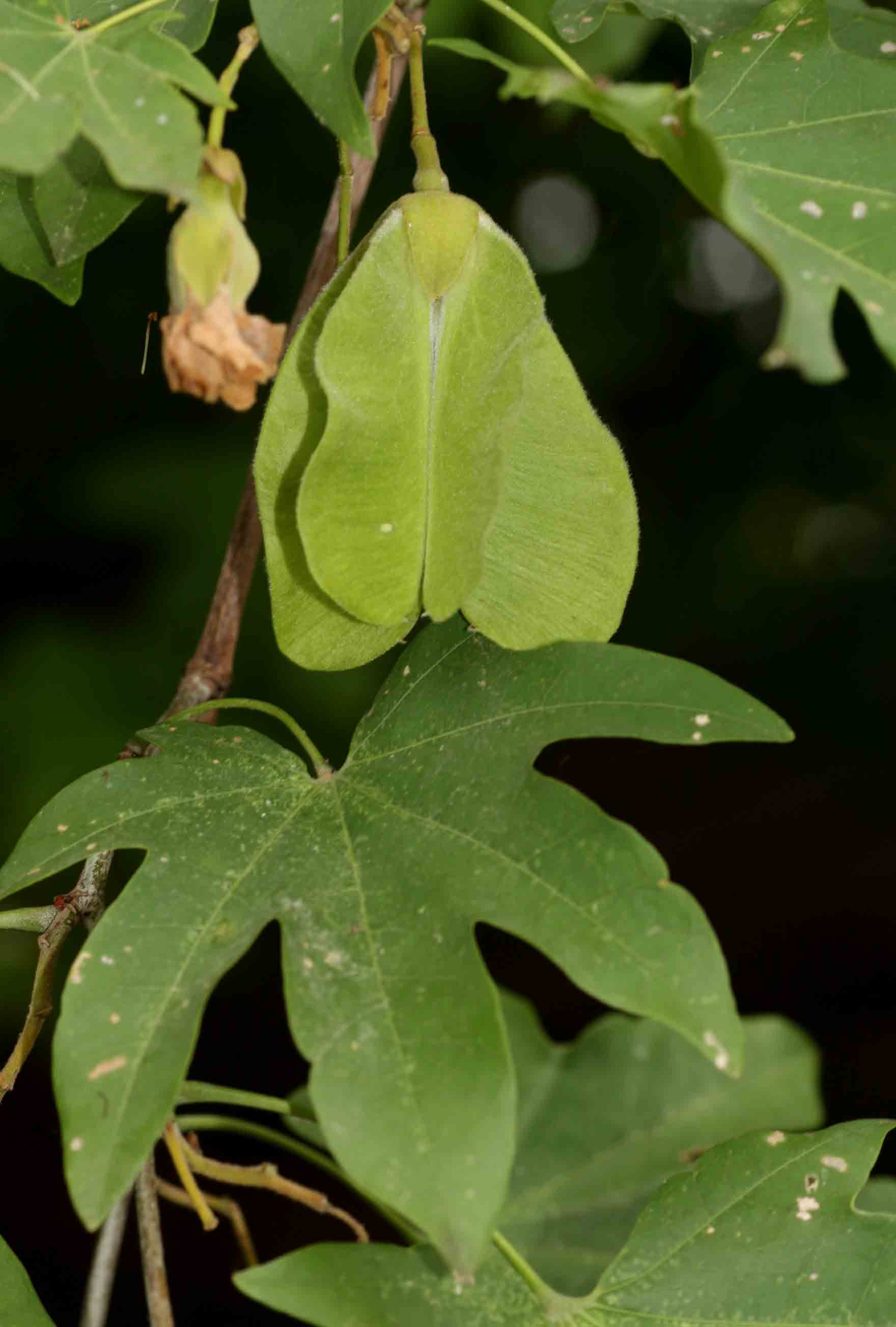 Triplochiton zambesiacus