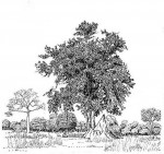 Triplochiton zambesiacus