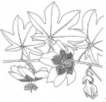 Triplochiton zambesiacus