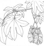 Triplochiton zambesiacus