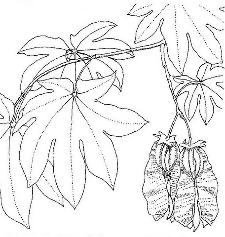 Triplochiton zambesiacus