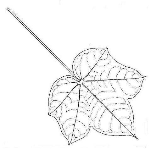 Sterculia quinqueloba