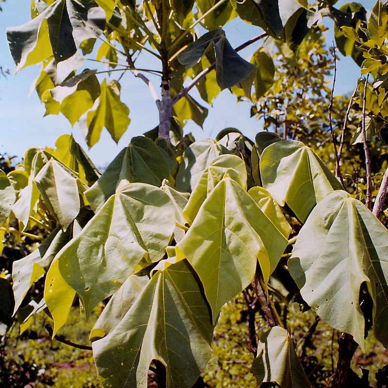 Sterculia quinqueloba