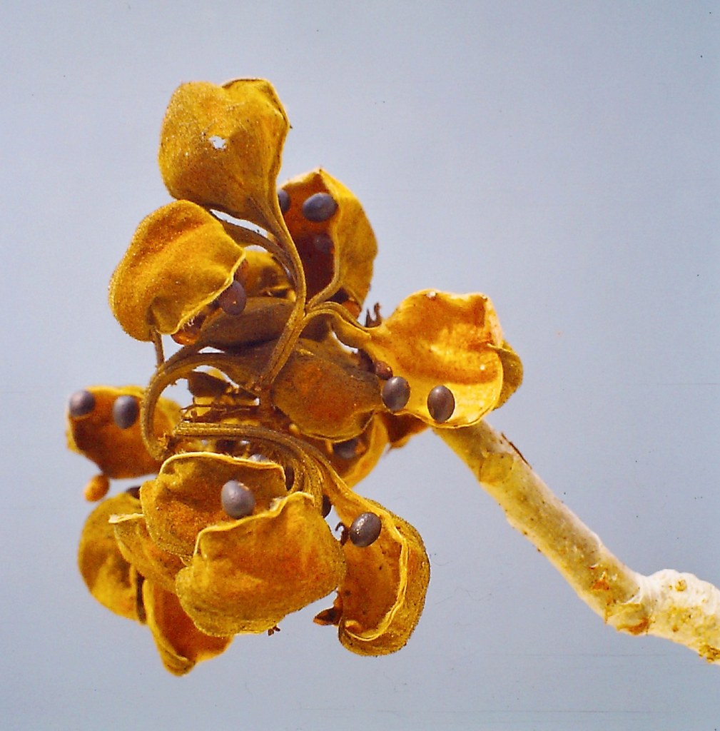 Sterculia quinqueloba