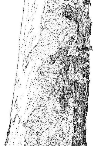 Sterculia quinqueloba