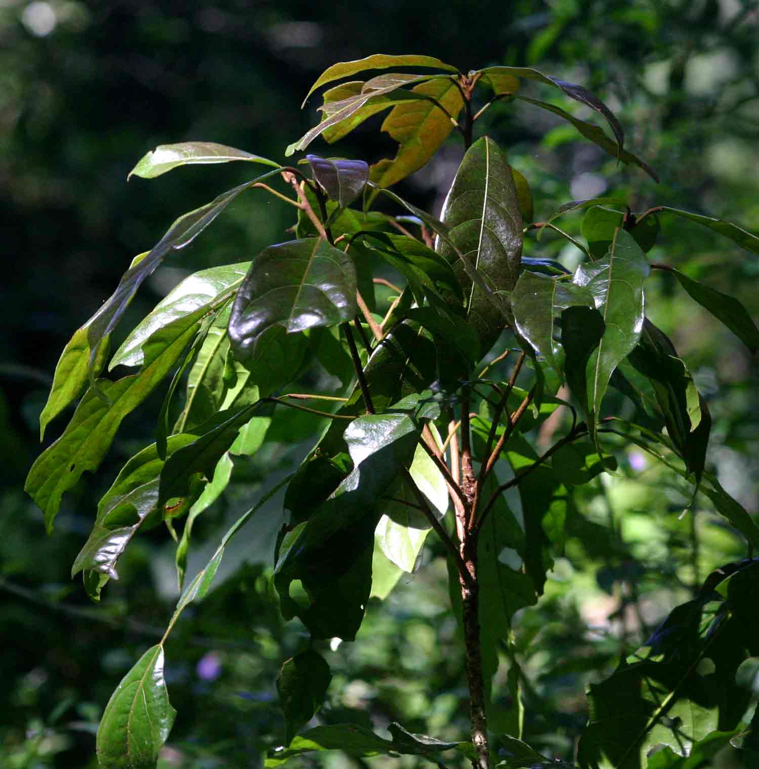 Cola greenwayi Cola greenwayi