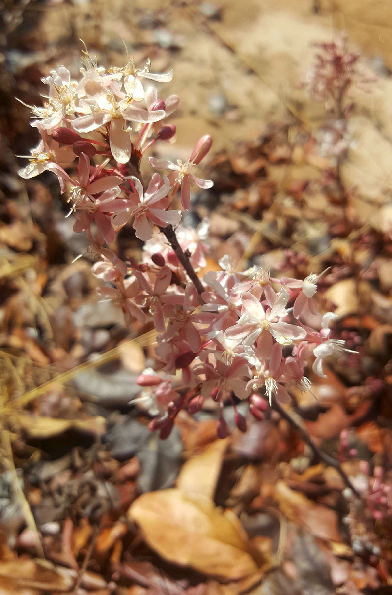 Ochna arenaria Ochna arenaria