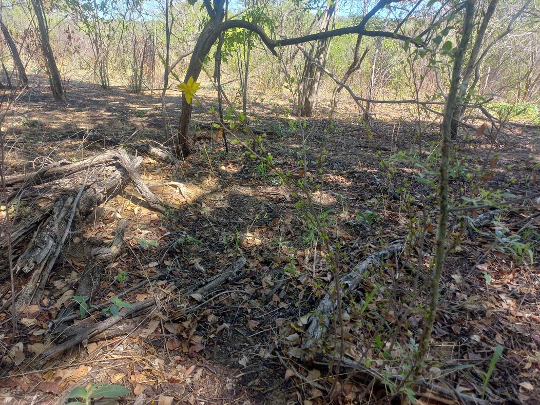 Ochna cinnabarina Ochna cinnabarina