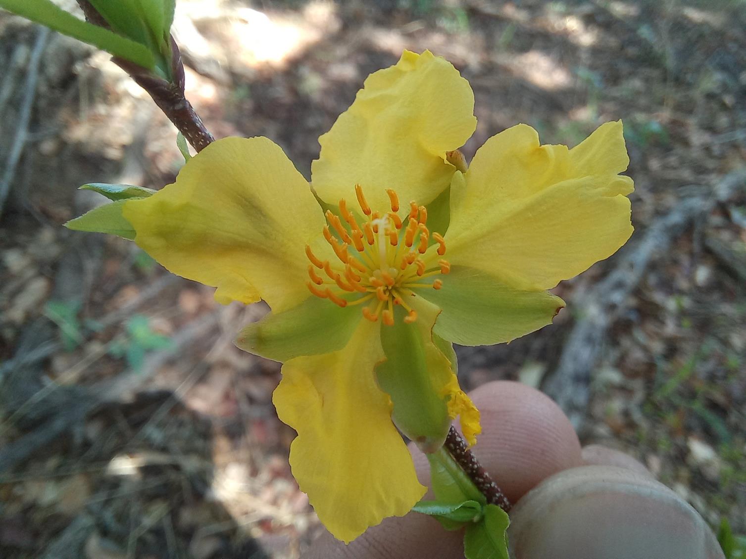 Ochna cinnabarina